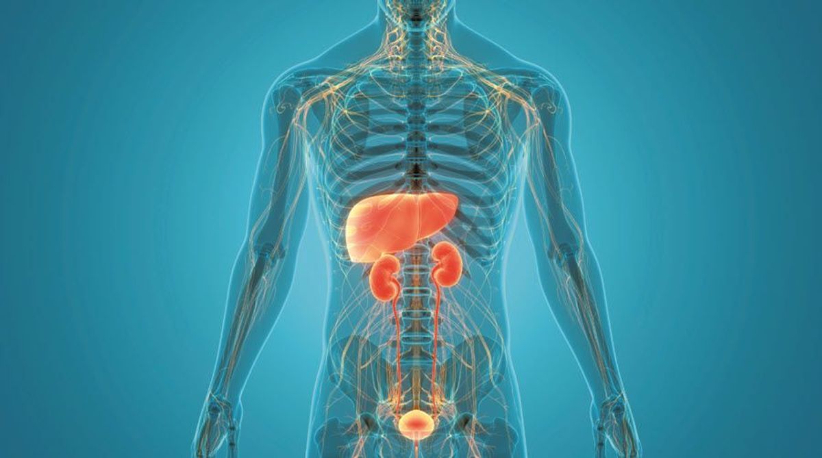 Powerful & Safe Liver Detox and Kidney Support Supplements in Kenya (Complete 2026 Guide) | Our Mall Pharmacy